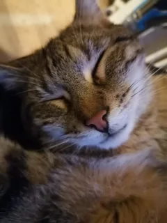 Chat perdu Européen