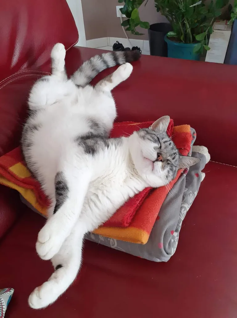Pantoufle