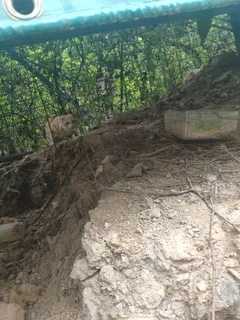 Chat trouvé Européen