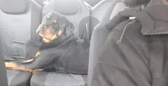 Chien trouvé Rottweiler