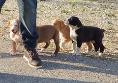 Chien perdu Berger Australien