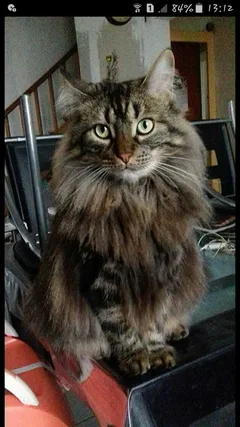 Chat perdu Européen