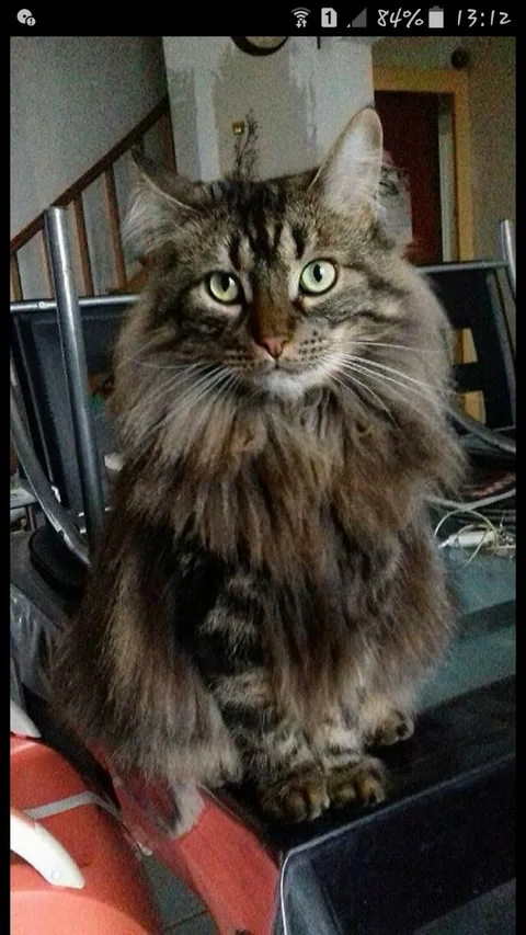 Willow