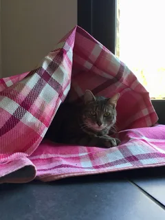 Chat perdu Chat Sauvage d'Europe
