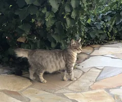 Chat perdu Européen