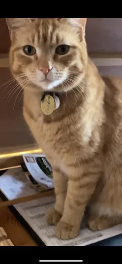Chat perdu Européen