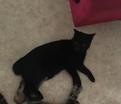 Chat perdu Européen