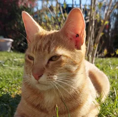 Chat perdu Européen