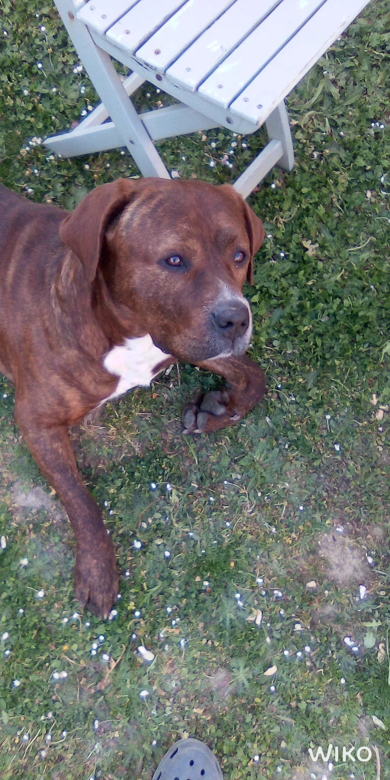 Wilson