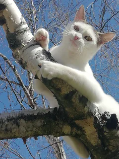 Chat perdu Européen