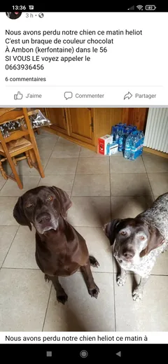 Chien perdu Braque Allemand