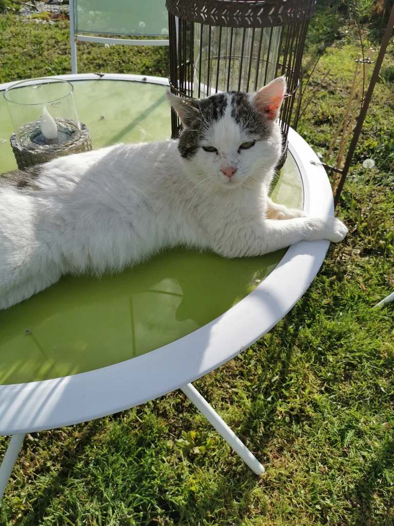 Chat trouvé