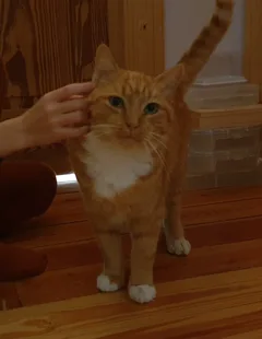 Chat perdu Européen