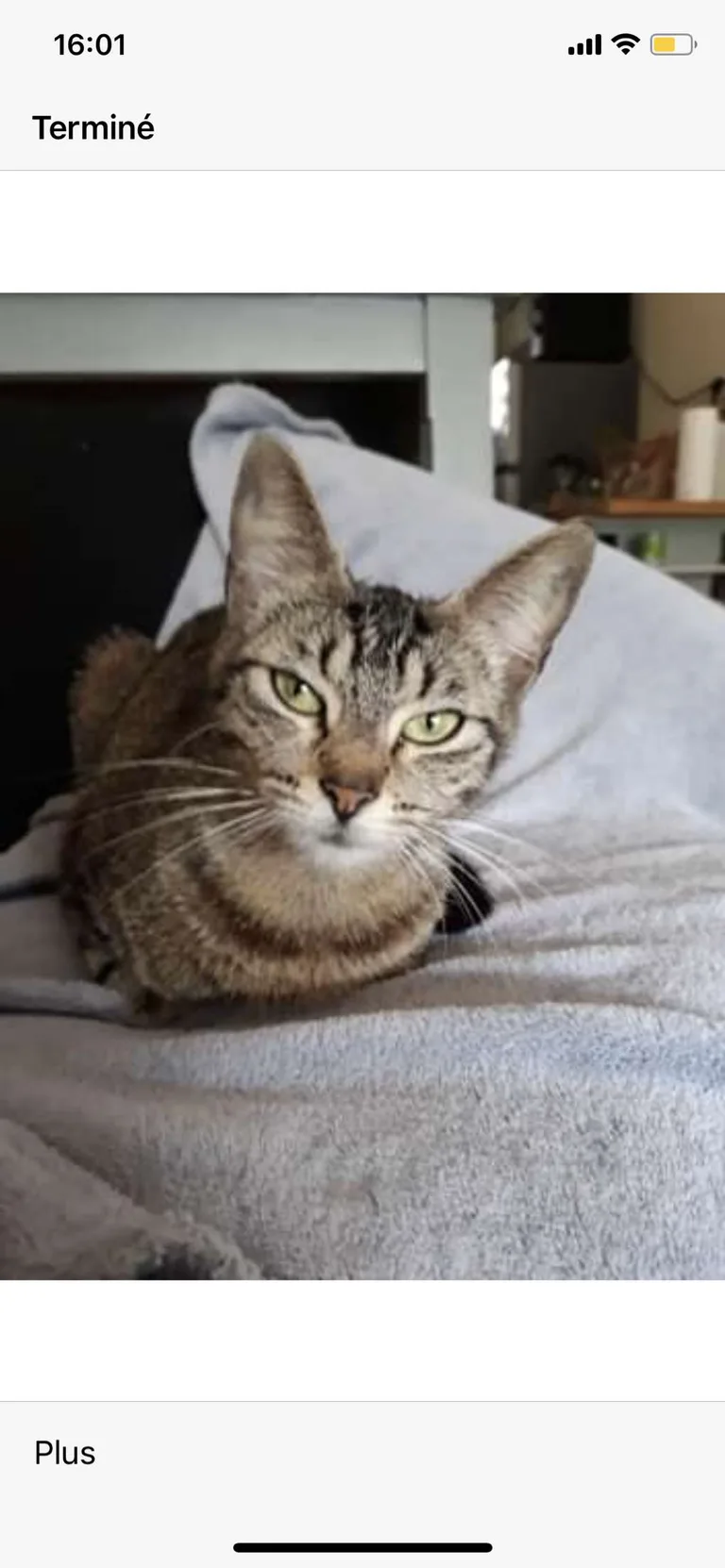 Chat trouvé