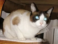 Chat perdu Siamois