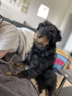 Chien perdu Teckel