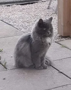 Chat trouvé Européen