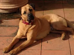 Chien perdu Berger Belge