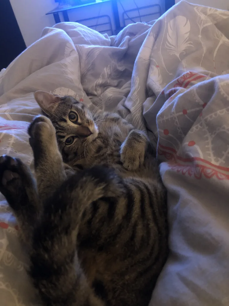 Cayenne