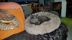 Chat perdu Européen