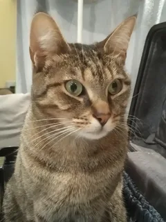 Chat perdu Européen