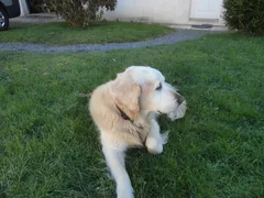 Chien perdu Golden-Retriever