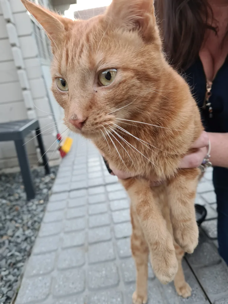 Chat trouvé