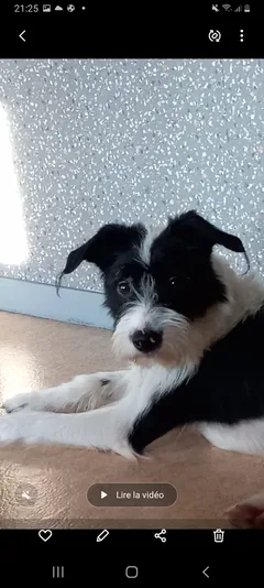 Chien perdu Border Collie