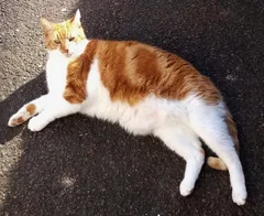 Chat perdu Européen