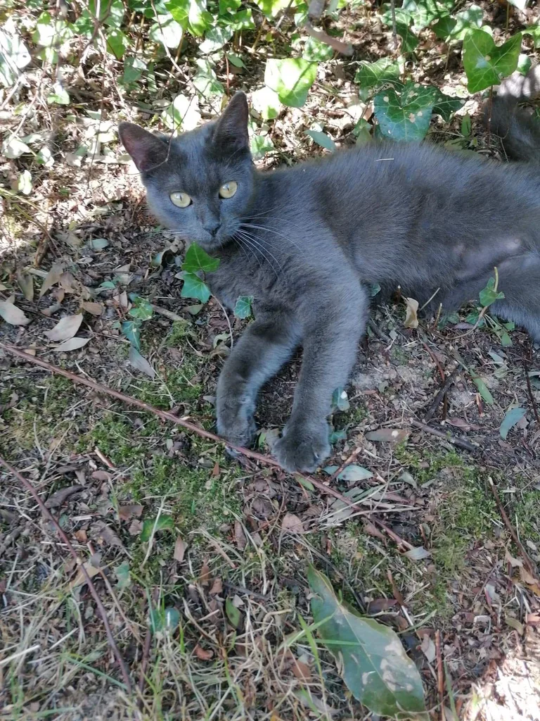 Chat trouvé