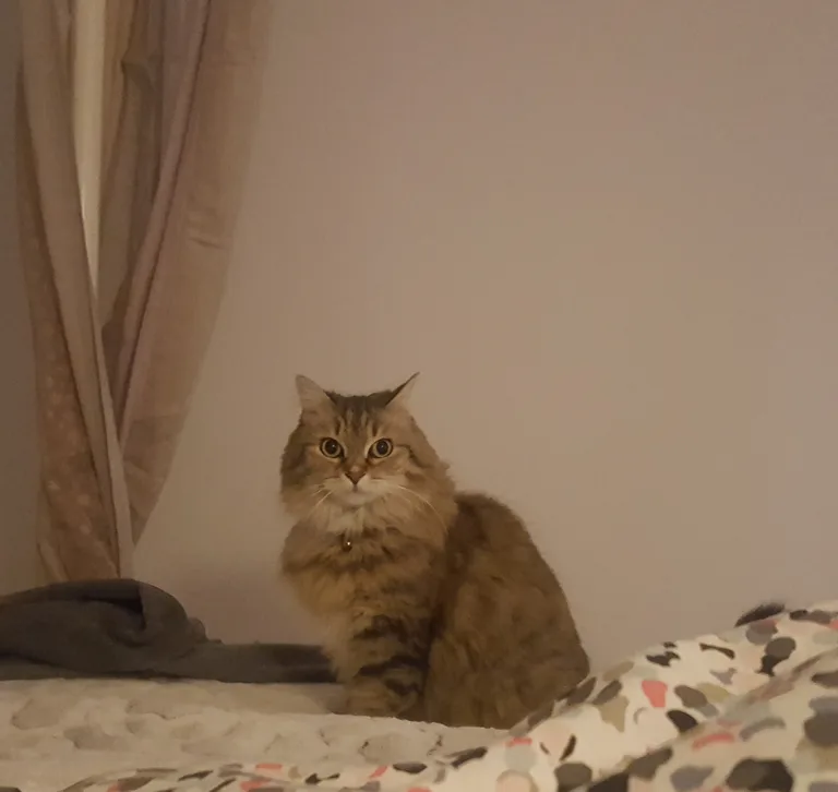 Mousse