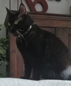 Chat trouvé Angora Turc
