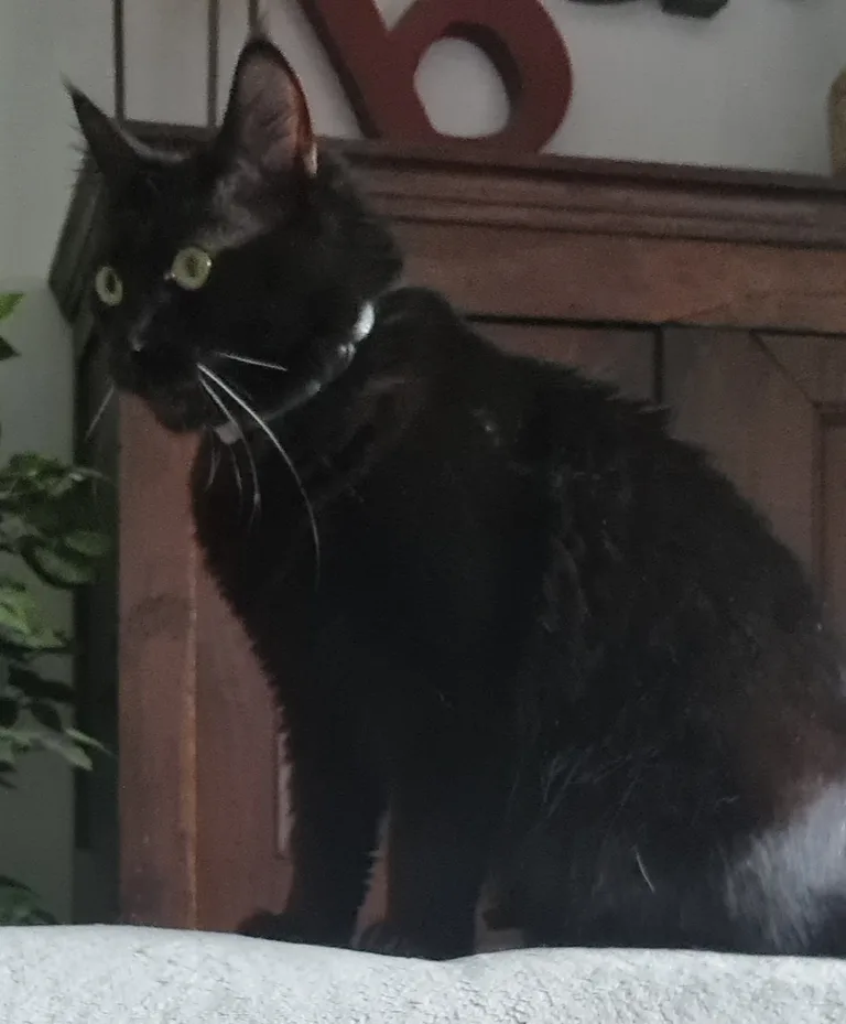 Chat trouvé