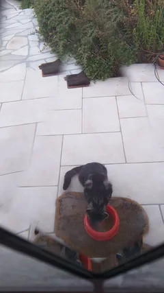 Chat trouvé Sans race particulière