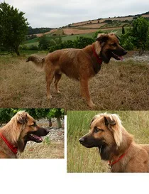 Chien perdu Berger Allemand