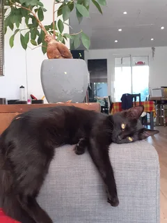 Chat perdu Européen