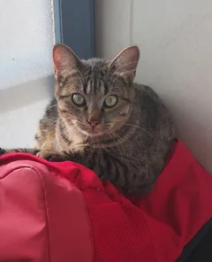 Chat perdu Européen