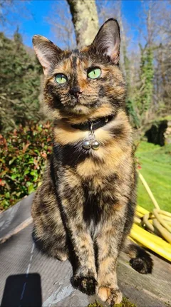 Chat perdu Européen