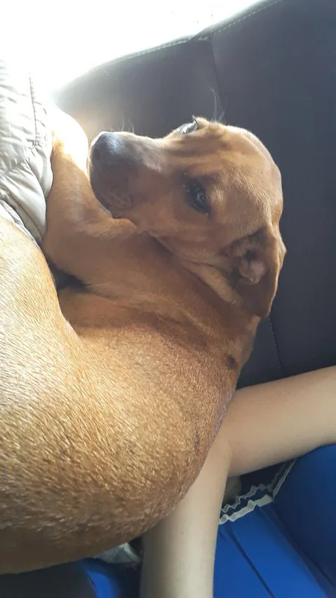 Pupuce