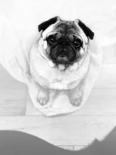 Chien perdu Carlin