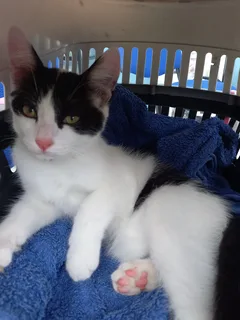 Chat trouvé Européen