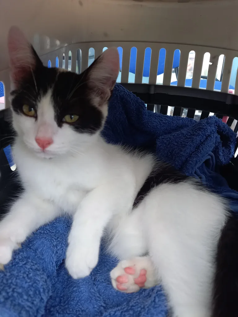 Chat trouvé