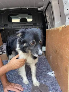 Chien trouvé Border Collie