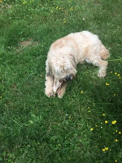 Chien perdu Berger des Pyrénées
