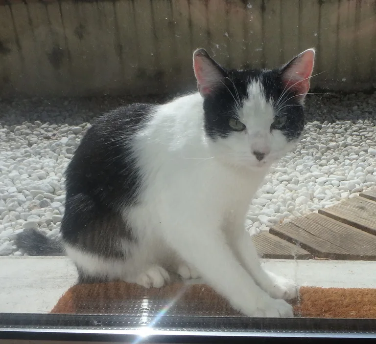 Chat trouvé