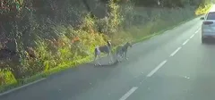 Chien trouvé Lévrier Polonais