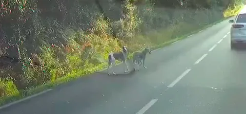 Chien trouvé