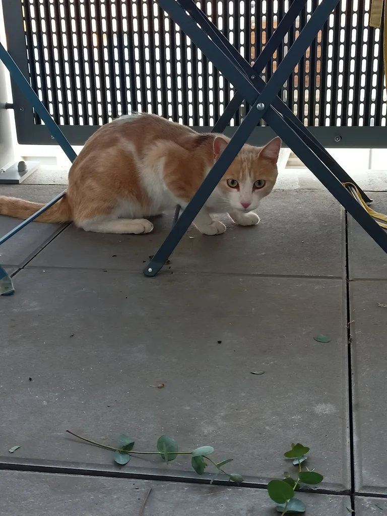 Chat trouvé