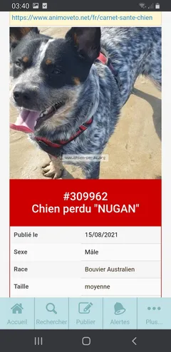 Chien perdu Bouvier Australien