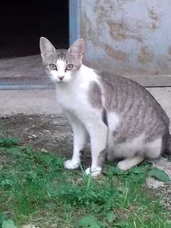 Chat trouvé Européen
